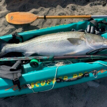 Dan OConner 35 lb bas