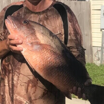 James Murdock 16 lb mangrove